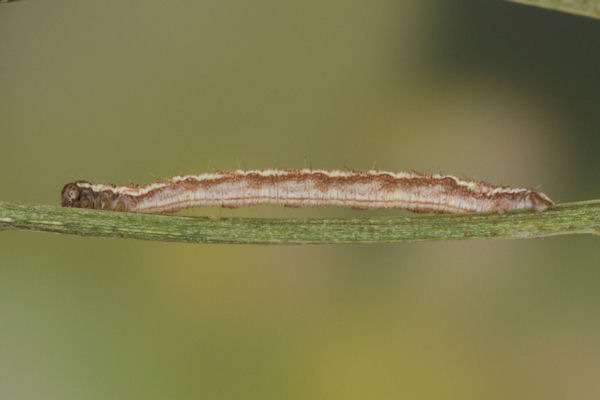 Eupithecia icterata: Bild 57