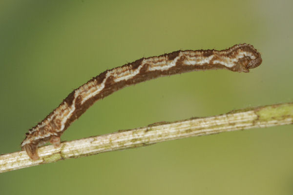 Eupithecia virgaureata: Bild 32