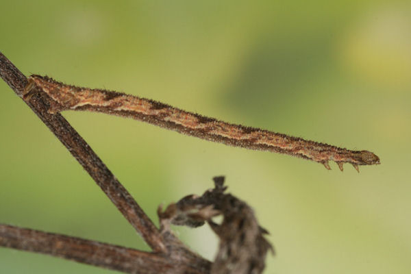 Eupithecia icterata: Bild 60