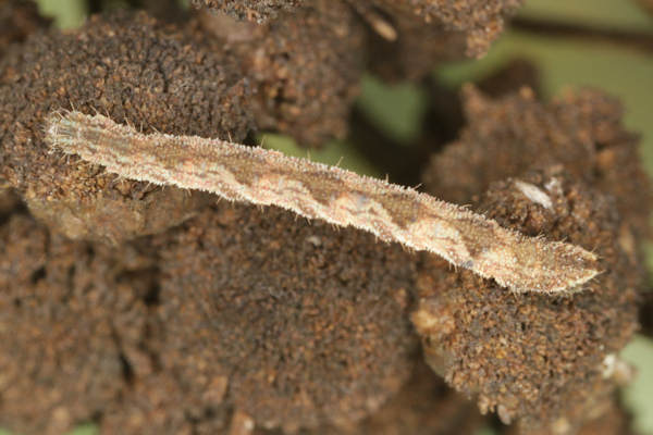 Eupithecia icterata: Bild 61