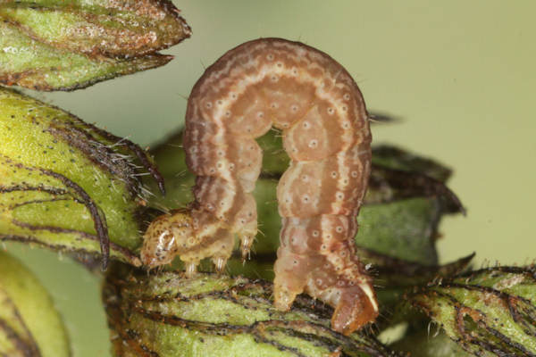 Perizoma blandiata: Bild 12