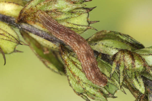 Perizoma blandiata: Bild 14