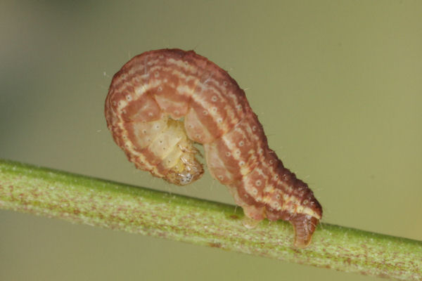 Perizoma blandiata: Bild 18