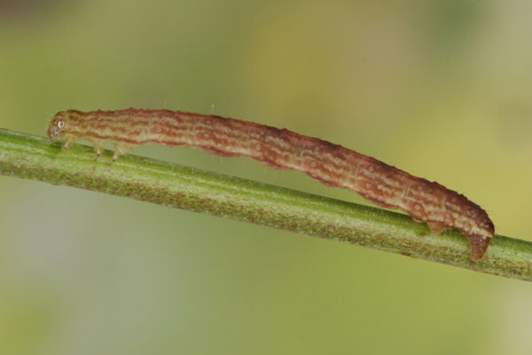 Perizoma blandiata: Bild 19