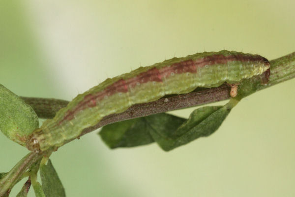 Perizoma blandiata: Bild 25