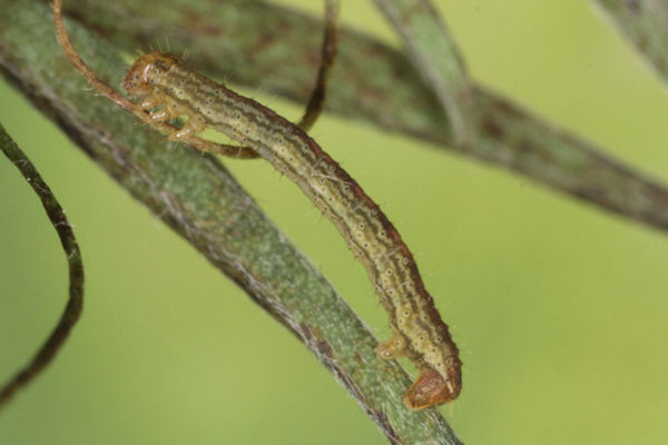 Perizoma blandiata: Bild 29