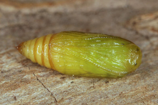 Perizoma blandiata: Bild 66