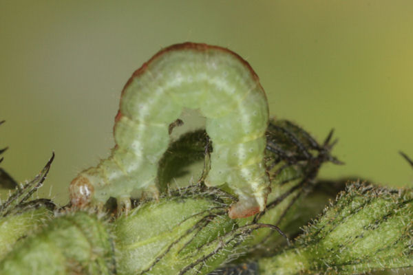 Perizoma blandiata: Bild 33