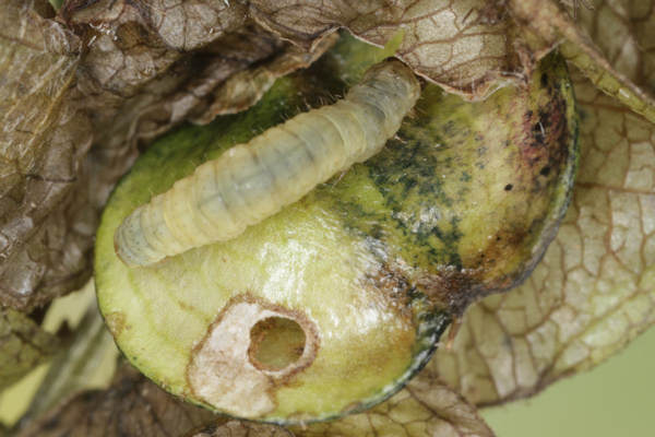 Perizoma blandiata: Bild 35