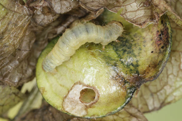 Perizoma blandiata: Bild 37