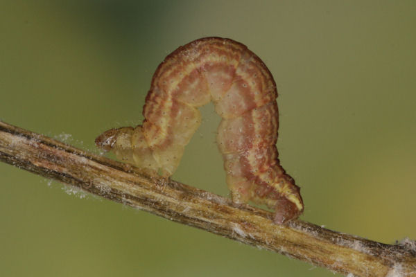 Perizoma blandiata: Bild 39