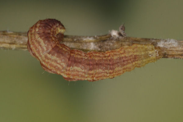 Perizoma blandiata: Bild 40
