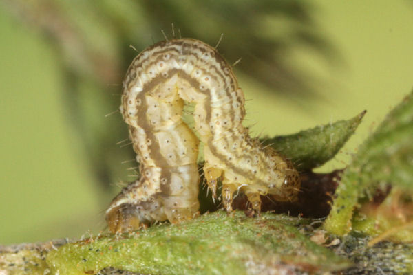 Perizoma blandiata: Bild 41