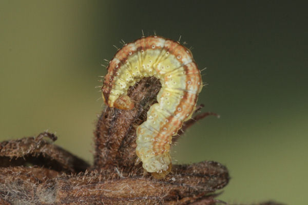 Perizoma blandiata: Bild 45