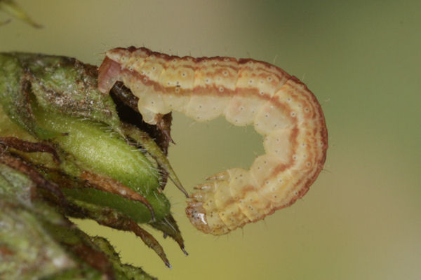 Perizoma blandiata: Bild 46