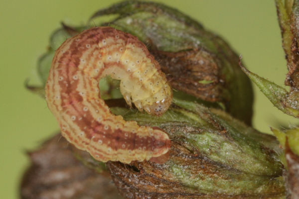 Perizoma blandiata: Bild 47