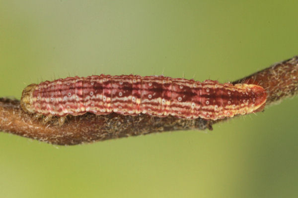 Perizoma blandiata: Bild 48