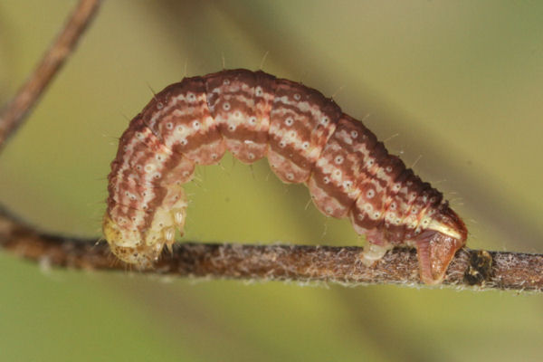 Perizoma blandiata: Bild 49