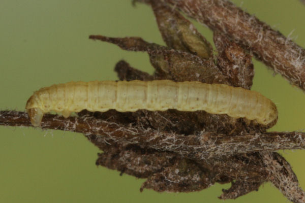 Perizoma blandiata: Bild 50