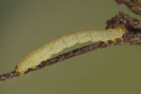 Perizoma blandiata: Bild 52