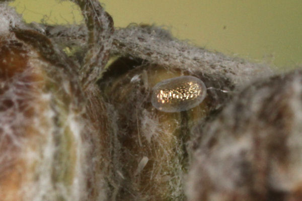 Eupithecia succenturiata: Bild 4