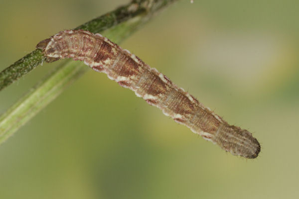 Eupithecia virgaureata: Bild 77