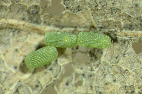 Agriopis marginaria: Bild 1