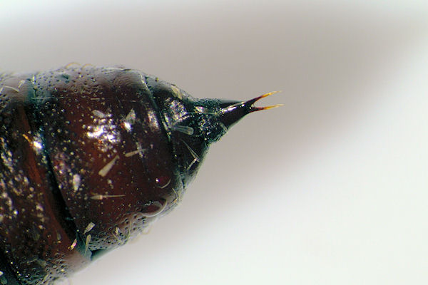 Ectropis crepuscularia: Bild 66