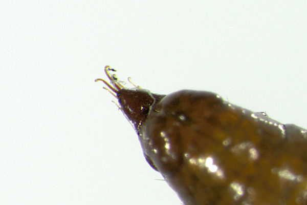 Eupithecia lanceata: Bild 60