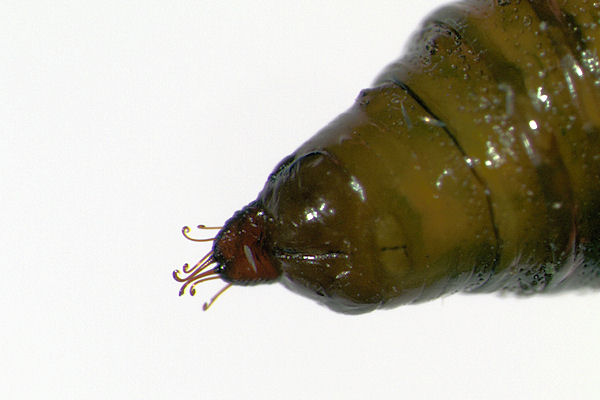 Eupithecia subfuscata: Bild 114
