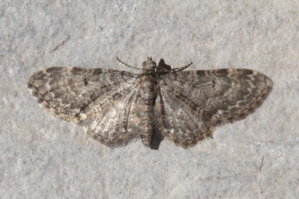 Eupithecia subfuscata: Bild 54