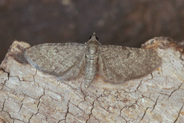 Eupithecia thalictrata: Bild 3
