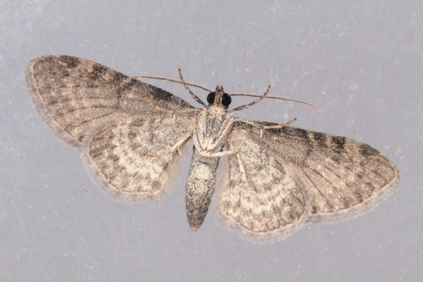 Eupithecia thalictrata: Bild 16
