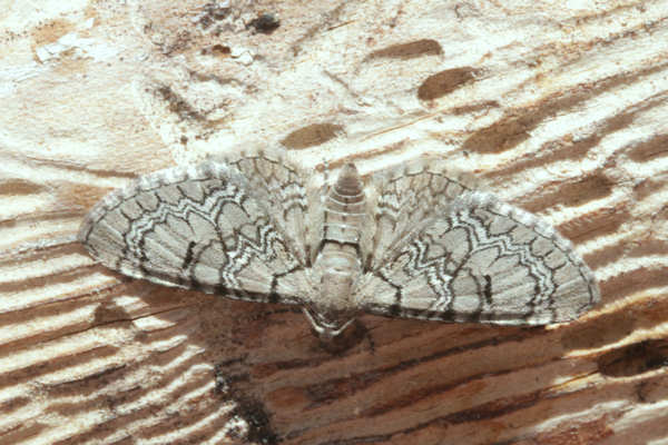 Eupithecia schiefereri: Bild 11