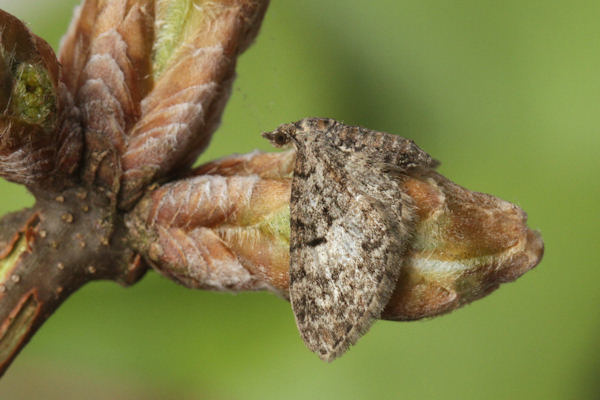 Eupithecia dodoneata: Bild 40