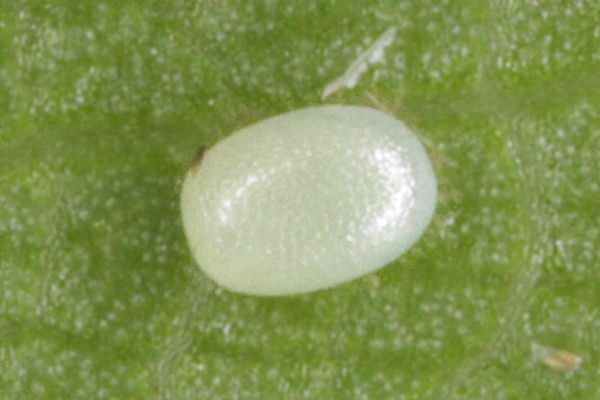 Eupithecia insigniata: Bild 12