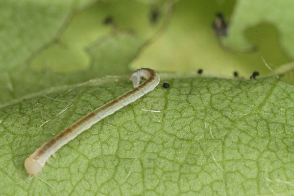 Eupithecia insigniata: Bild 35