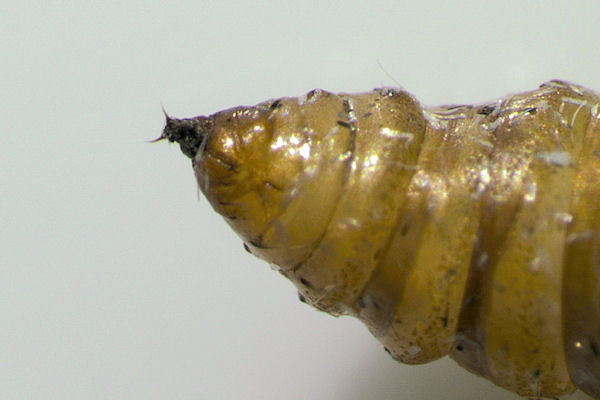 Perizoma blandiata: Bild 59