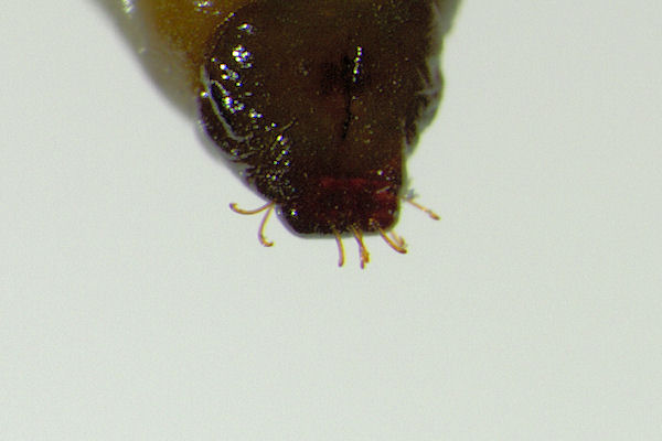 Eupithecia insigniata: Bild 71