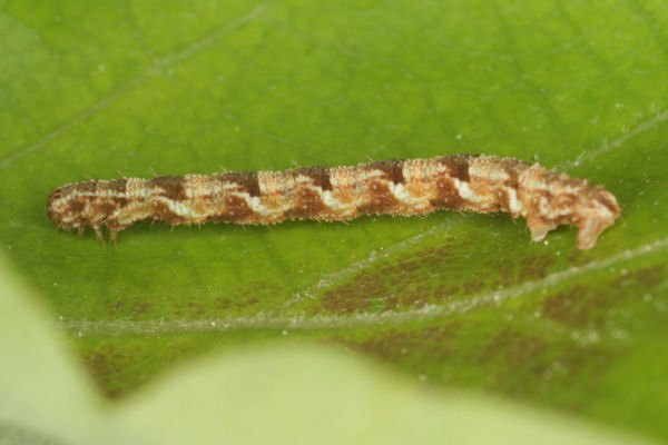 Eupithecia dodoneata: Bild 59