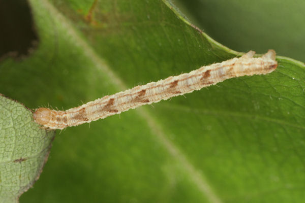 Eupithecia dodoneata: Bild 63