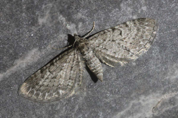 Eupithecia satyrata: Bild 25