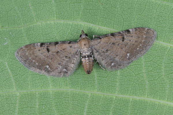 Eupithecia catharinae: Bild 5