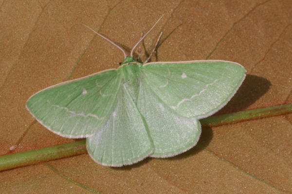 Antonechloris smaragdaria: Bild 6