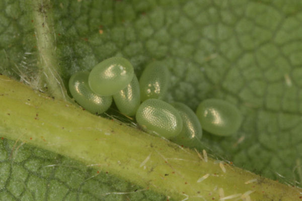 Angerona prunaria: Bild 1