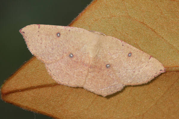 Cyclophora puppillaria: Bild 37