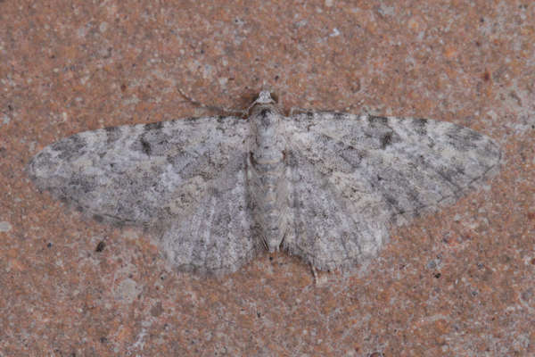 Eupithecia impurata: Bild 19