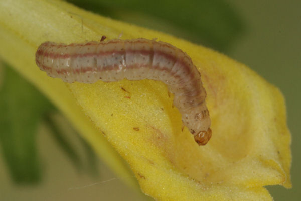 Eupithecia plumbeolata: Bild 14