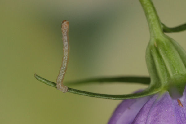 Eupithecia impurata: Bild 11