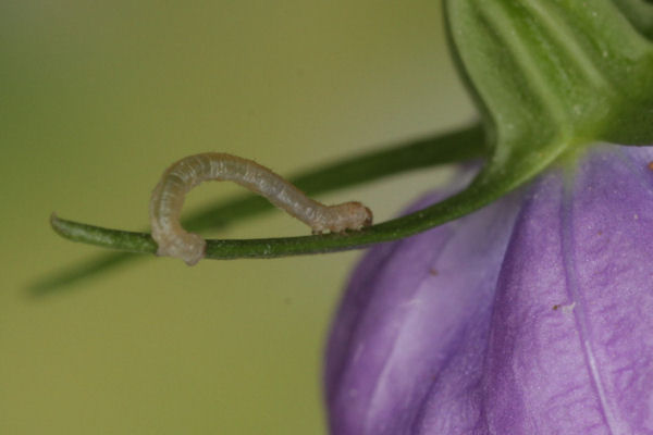 Eupithecia impurata: Bild 13